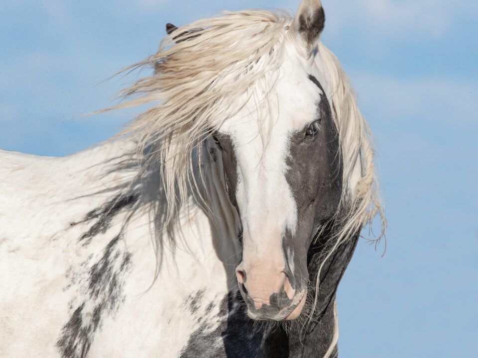 Freedom for Wild Horses with Carol J. Walker | The McCullough Peaks Herd