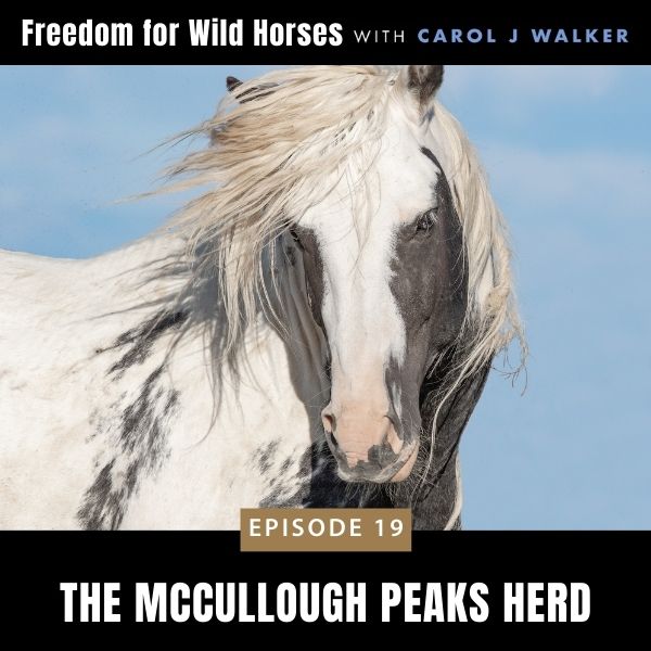 Freedom for Wild Horses with Carol J. Walker | The McCullough Peaks Herd