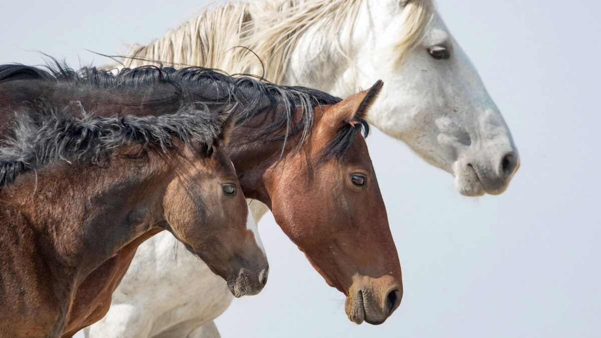 Freedom for Wild Horses with Carol J. Walker | Revisiting: Wild Horses Live in Families