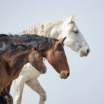 Freedom for Wild Horses with Carol J. Walker | Revisiting: Wild Horses Live in Families