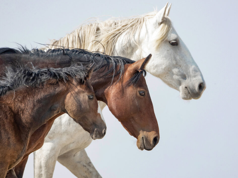 Freedom for Wild Horses with Carol J. Walker | Revisiting: Wild Horses Live in Families