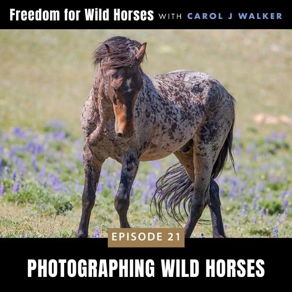 Freedom for Wild Horses with Carol J. Walker | Photographing Wild Horses