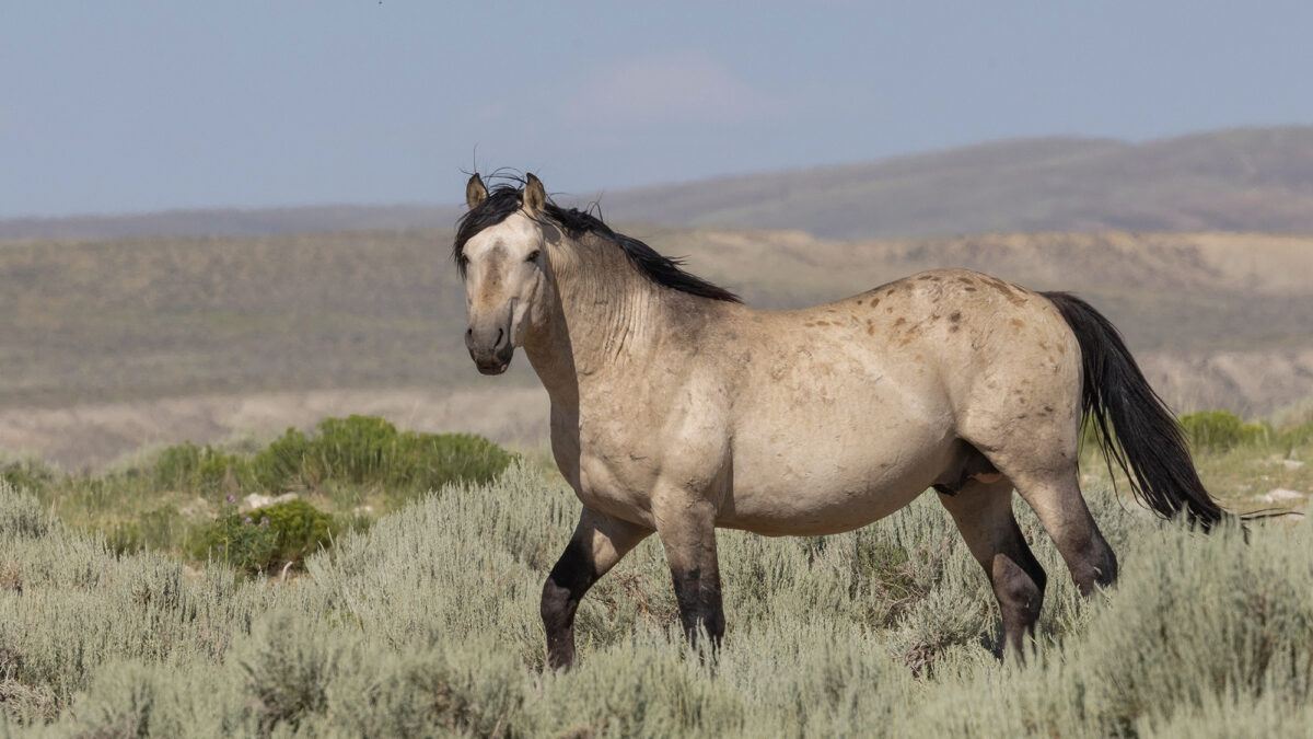 Freedom for Wild Horses with Carol J. Walker | Wild Horses vs Livestock on Public Lands: Interview with Erik Molvar