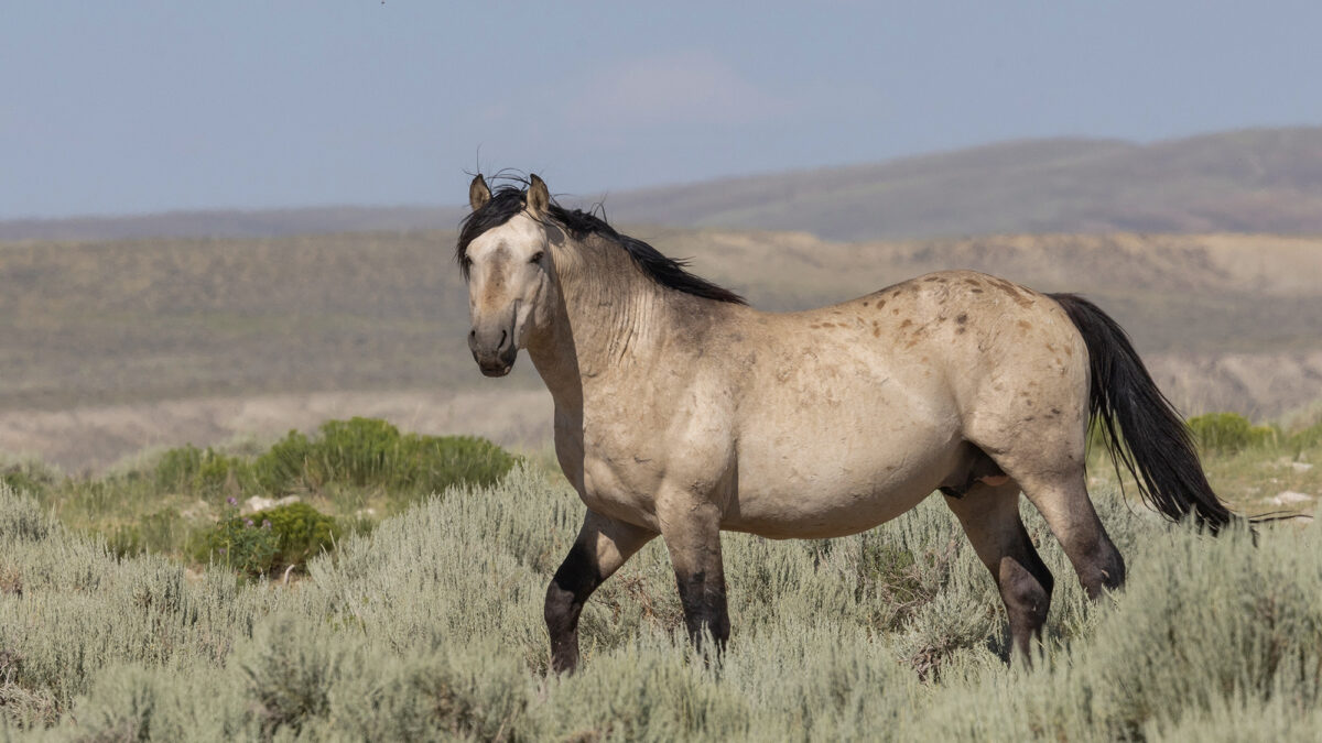 freedom-wild-horses-livestock-public-024-fi-1200x675.jpg