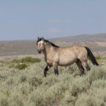 Freedom for Wild Horses with Carol J. Walker | Wild Horses vs Livestock on Public Lands: Interview with Erik Molvar