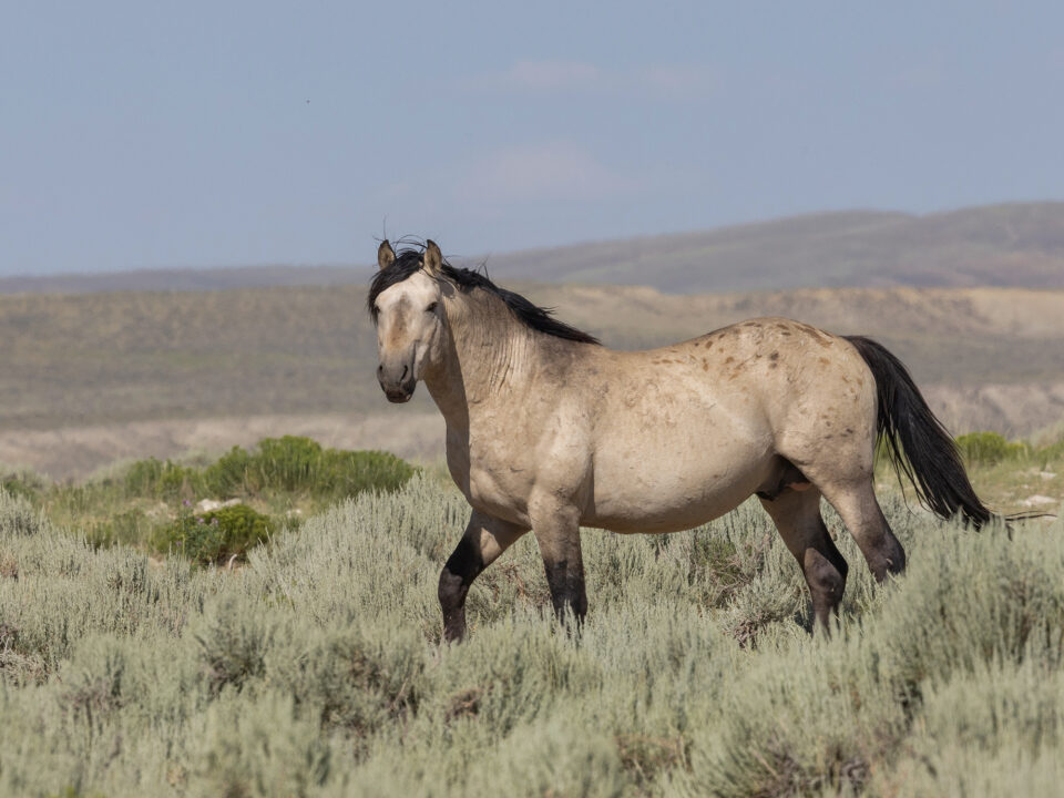 Freedom for Wild Horses with Carol J. Walker | Wild Horses vs Livestock on Public Lands: Interview with Erik Molvar