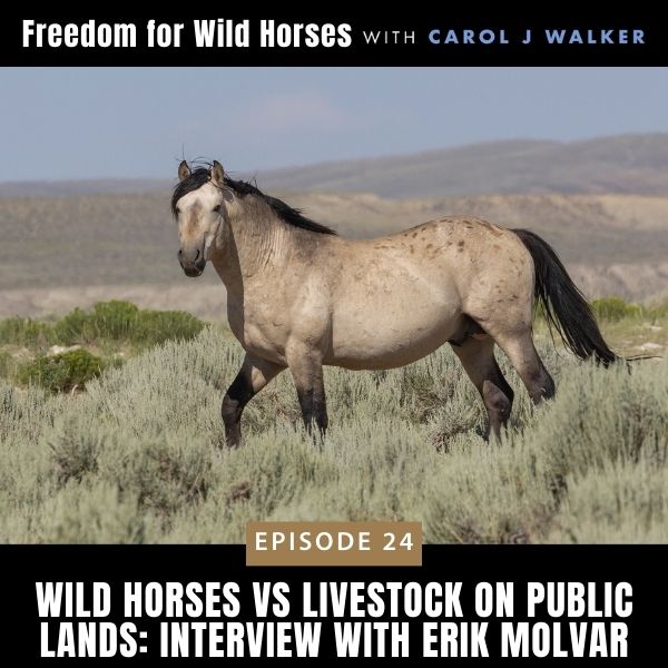 Freedom for Wild Horses with Carol J. Walker | Wild Horses vs Livestock on Public Lands: Interview with Erik Molvar