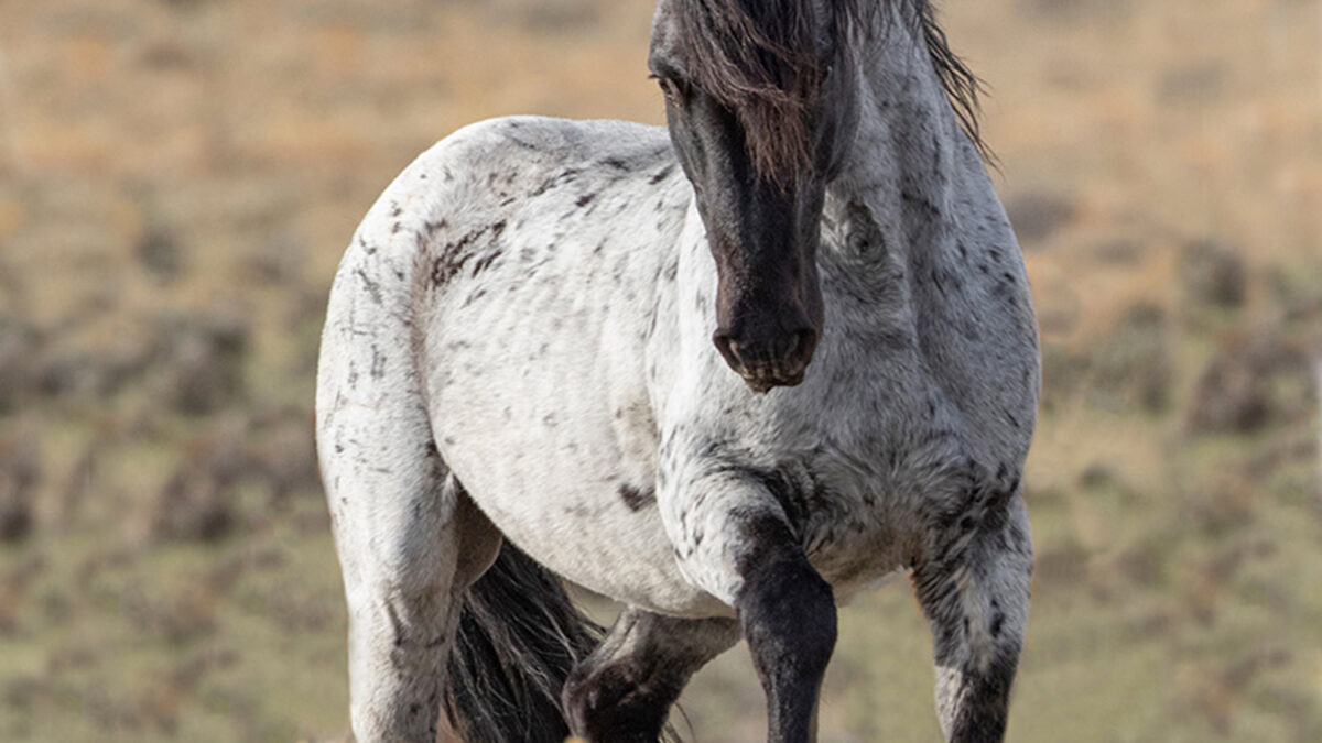 Freedom for Wild Horses with Carol J. Walker | Spending Time with Wild Horses: Interview with Angelique Rea and Sandy Sisti
