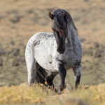 Freedom for Wild Horses with Carol J. Walker | Spending Time with Wild Horses: Interview with Angelique Rea and Sandy Sisti