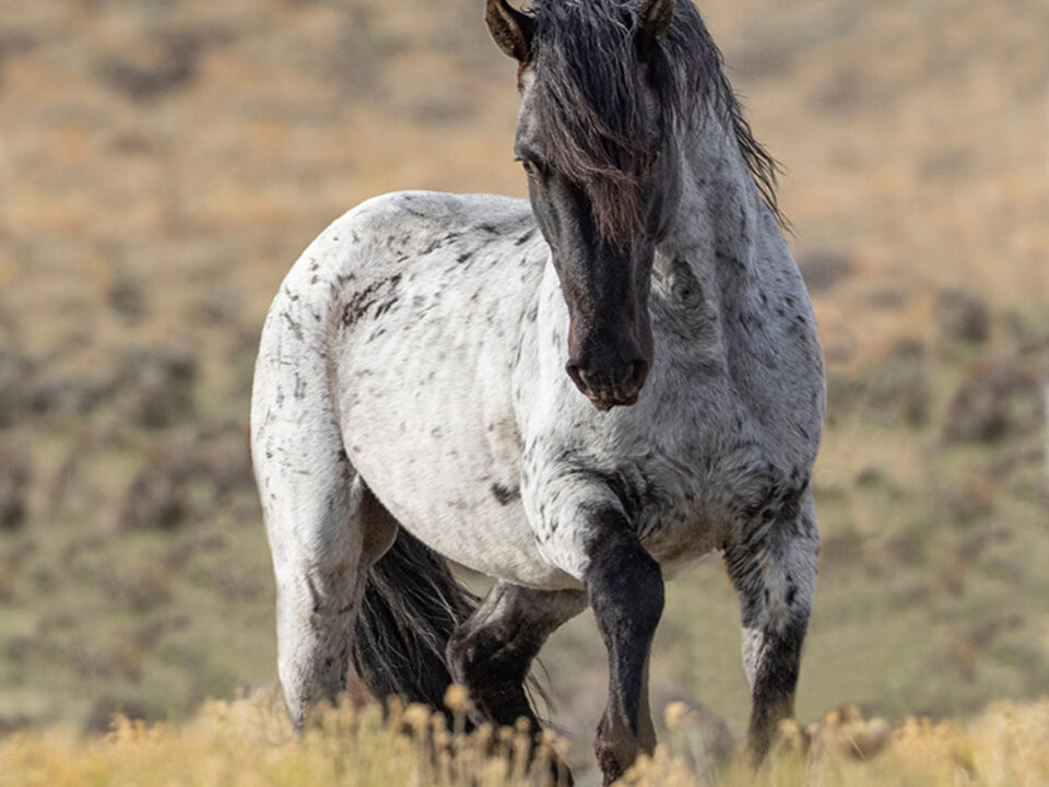 Freedom for Wild Horses with Carol J. Walker | Spending Time with Wild Horses: Interview with Angelique Rea and Sandy Sisti