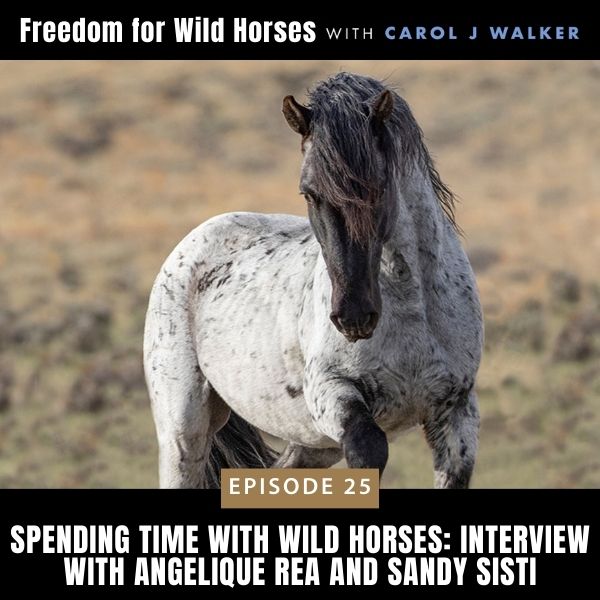 Freedom for Wild Horses with Carol J. Walker | Spending Time with Wild Horses: Interview with Angelique Rea and Sandy Sisti
