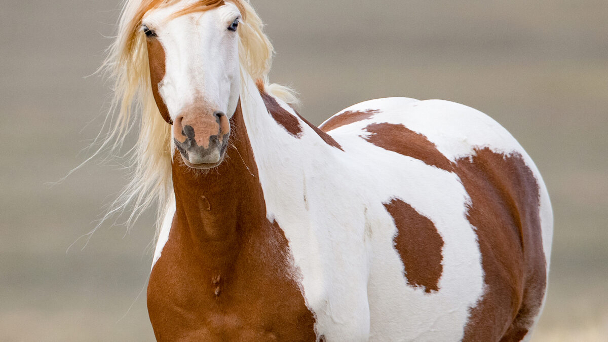 Freedom for Wild Horses with Carol J. Walker | A Vision for Wild Horses