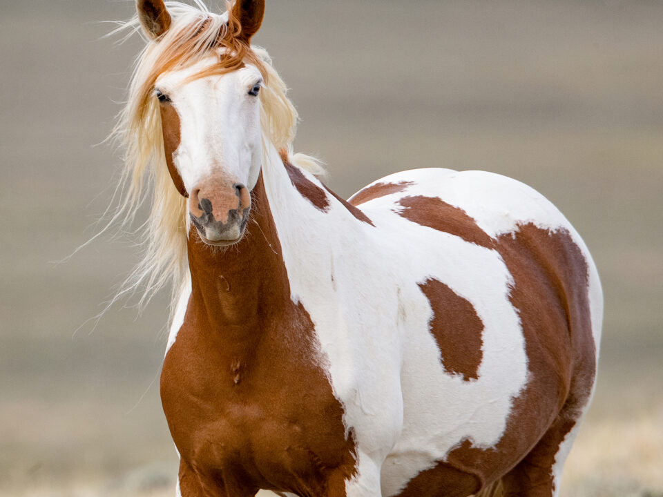 Freedom for Wild Horses with Carol J. Walker | A Vision for Wild Horses