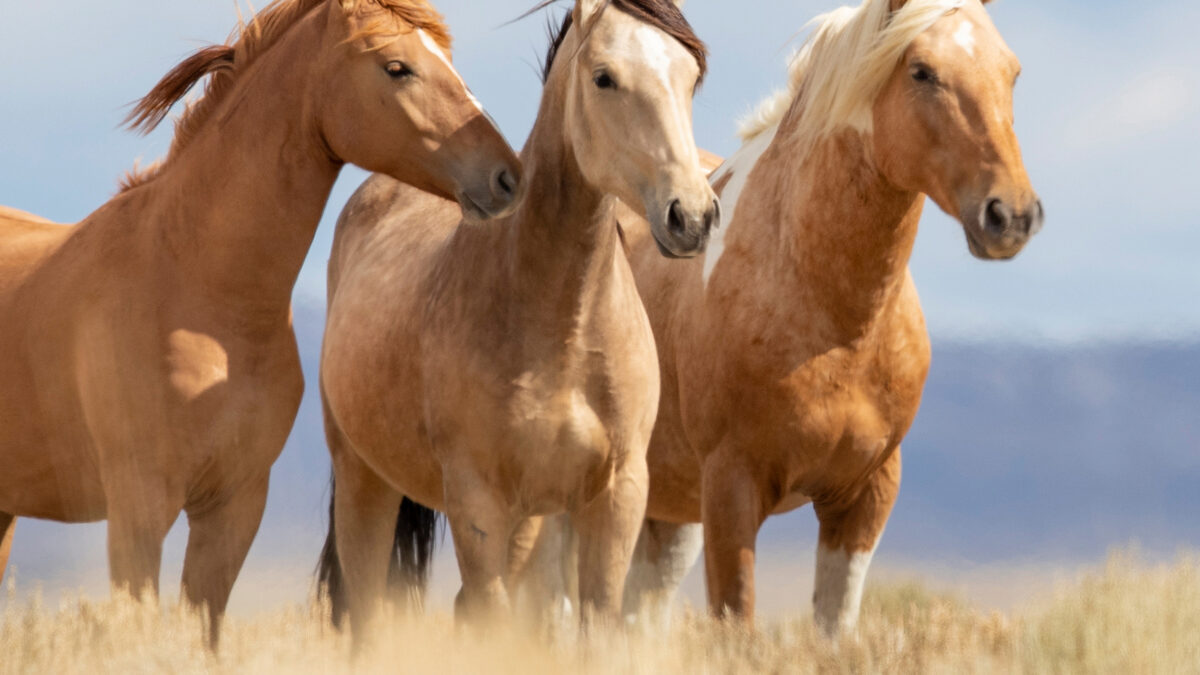 Freedom for Wild Horses with Carol J. Walker | Whispers and Wild Horses: Interview with Anna Twinney
