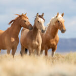 Freedom for Wild Horses with Carol J. Walker | Whispers and Wild Horses: Interview with Anna Twinney