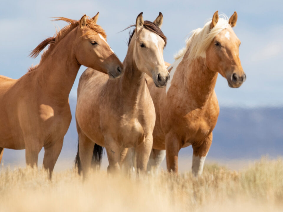 Freedom for Wild Horses with Carol J. Walker | Whispers and Wild Horses: Interview with Anna Twinney