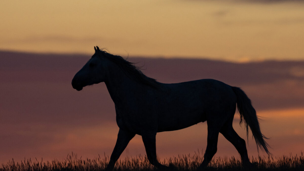 Freedom for Wild Horses with Carol J. Walker | The Origins of Wild Horses: Interview with Dr. Ross MacPhee
