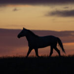 Freedom for Wild Horses with Carol J. Walker | The Origins of Wild Horses: Interview with Dr. Ross MacPhee