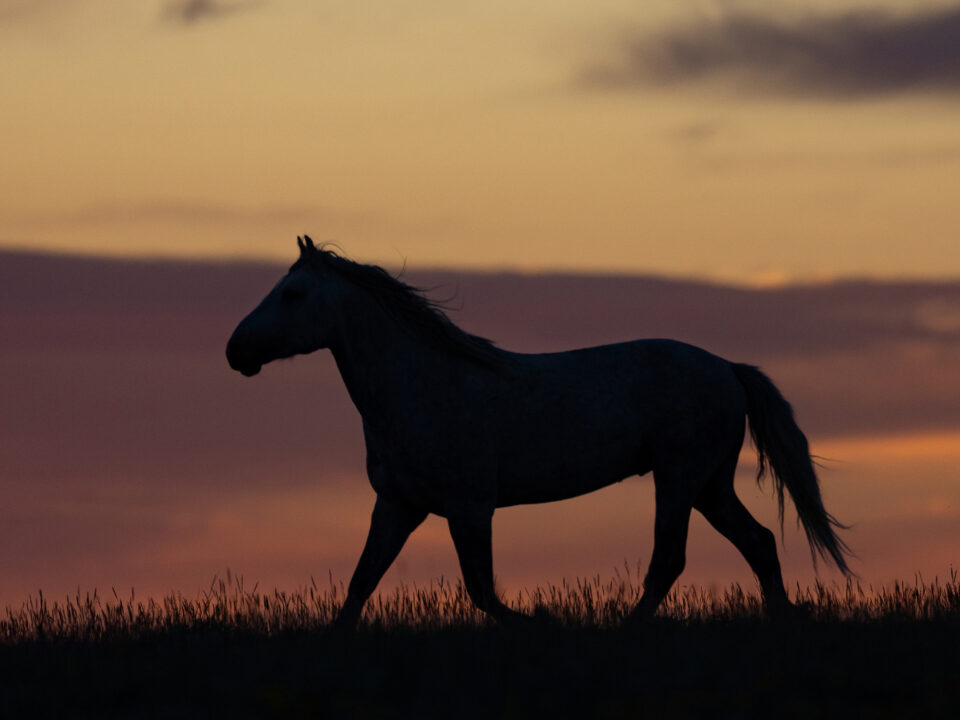Freedom for Wild Horses with Carol J. Walker | The Origins of Wild Horses: Interview with Dr. Ross MacPhee