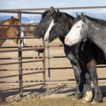 Freedom for Wild Horses with Carol J. Walker | Wild Horse Adoption
