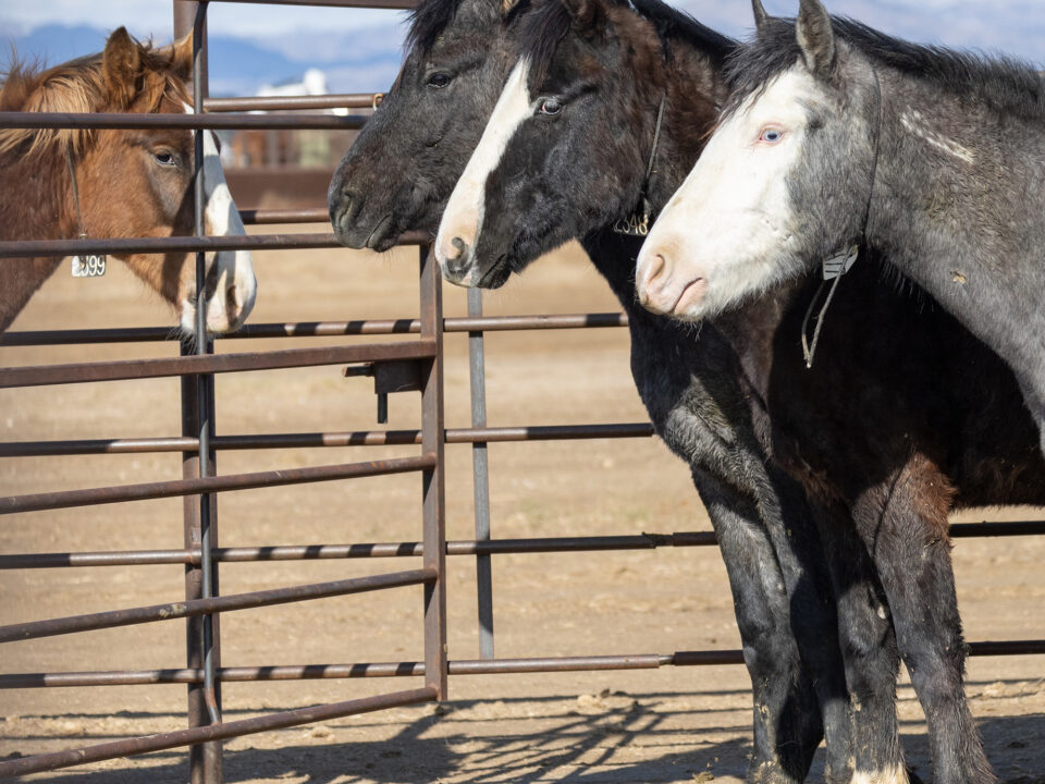 Freedom for Wild Horses with Carol J. Walker | Wild Horse Adoption