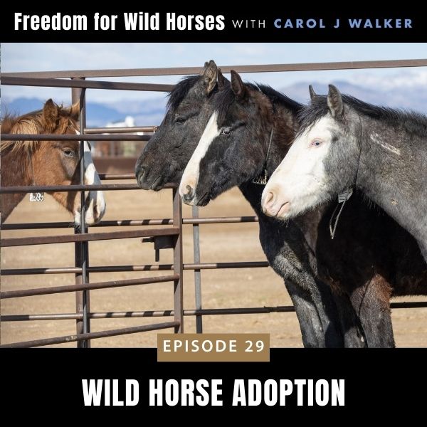 Freedom for Wild Horses with Carol J. Walker | Wild Horse Adoption