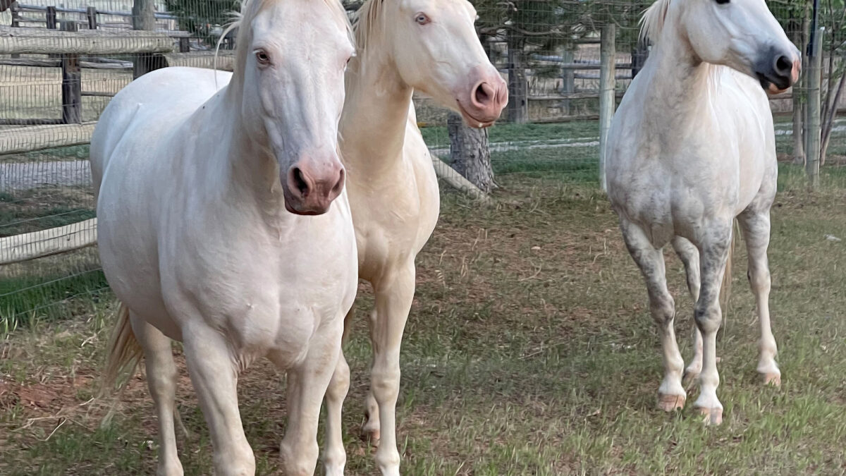 Freedom for Wild Horses with Carol J. Walker | Living with Mustangs