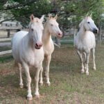 Freedom for Wild Horses with Carol J. Walker | Living with Mustangs