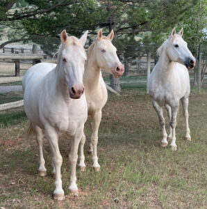 Freedom for Wild Horses with Carol J. Walker | Living with Mustangs