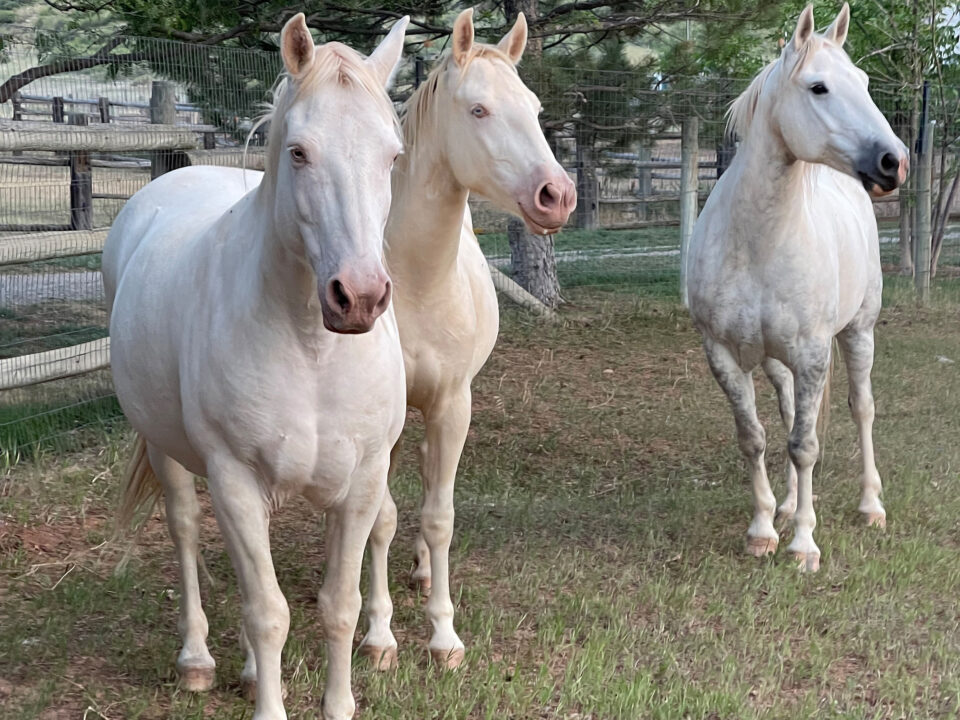 Freedom for Wild Horses with Carol J. Walker | Living with Mustangs