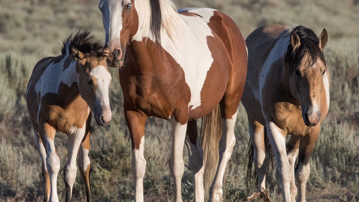 Freedom for Wild Horses with Carol J. Walker | Following Oregon’s Wild Horses: Interview with Mustang Meg