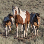 Freedom for Wild Horses with Carol J. Walker | Following Oregon’s Wild Horses: Interview with Mustang Meg