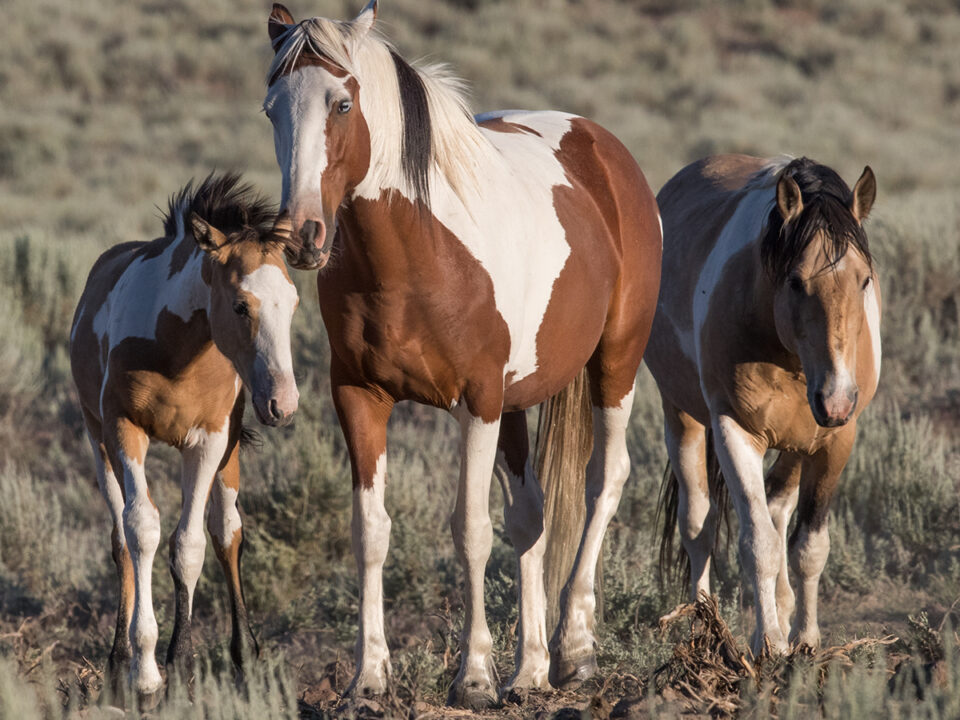 Freedom for Wild Horses with Carol J. Walker | Following Oregon’s Wild Horses: Interview with Mustang Meg