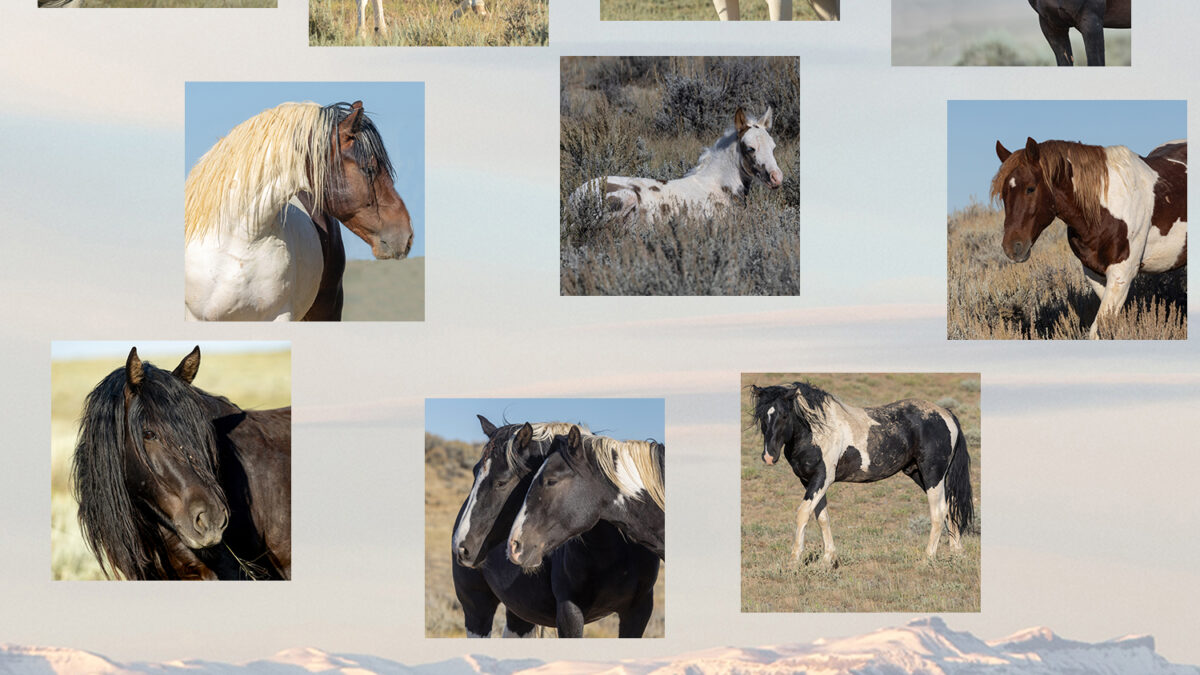 Freedom for Wild Horses with Carol J. Walker | Supporting McCullough Peaks Wild Horses Adoption: Interview with Gina Kuttrus and Sandy Sisti