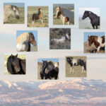 Freedom for Wild Horses with Carol J. Walker | Supporting McCullough Peaks Wild Horses Adoption: Interview with Gina Kuttrus and Sandy Sisti