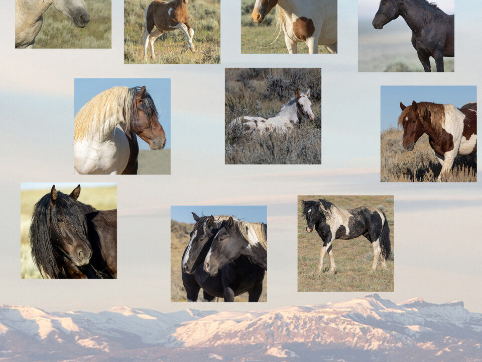 Freedom for Wild Horses with Carol J. Walker | Supporting McCullough Peaks Wild Horses Adoption: Interview with Gina Kuttrus and Sandy Sisti