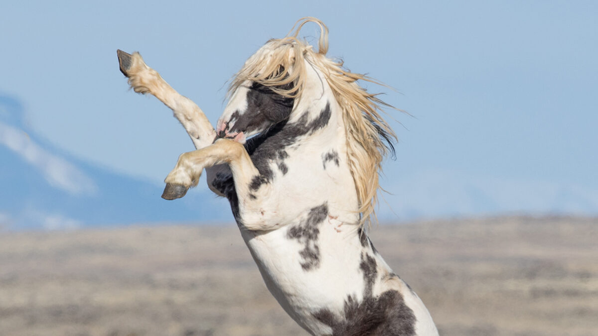 Freedom for Wild Horses with Carol J. Walker | A Tribute to Thor, Wild Stallion of McCullough Peaks