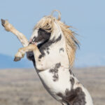 Freedom for Wild Horses with Carol J. Walker | A Tribute to Thor, Wild Stallion of McCullough Peaks