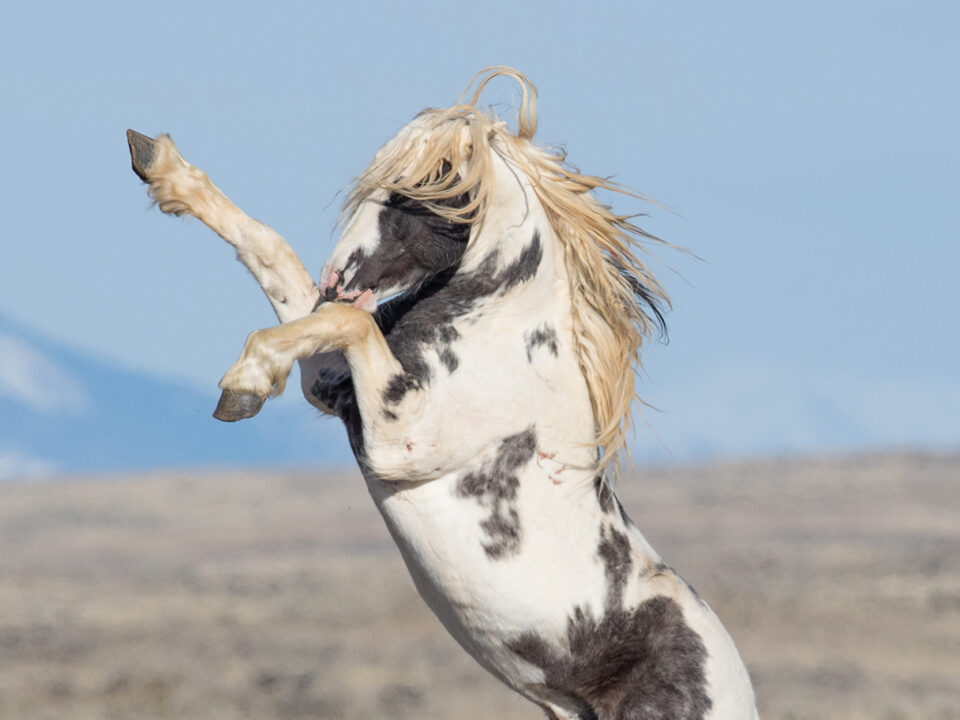 Freedom for Wild Horses with Carol J. Walker | A Tribute to Thor, Wild Stallion of McCullough Peaks