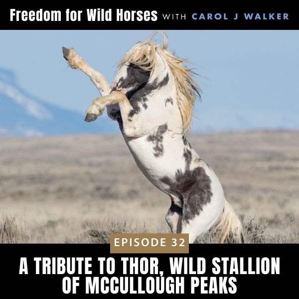 Freedom for Wild Horses with Carol J. Walker | A Tribute to Thor, Wild Stallion of McCullough Peaks