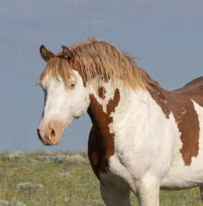 Freedom for Wild Horses with Carol J. Walker | Revisiting AWHC Wyoming Lawsuit: Interview with Suzanne Roy
