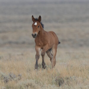 Freedom for Wild Horses with Carol J. Walker | Observing a Roundup