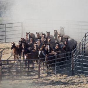 Freedom for Wild Horses with Carol J. Walker | The Consequences of a Roundup: The White Mountain Herd