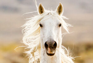 Freedom for Wild Horses with Carol J. Walker | Revisiting A Vision for Wild Horses