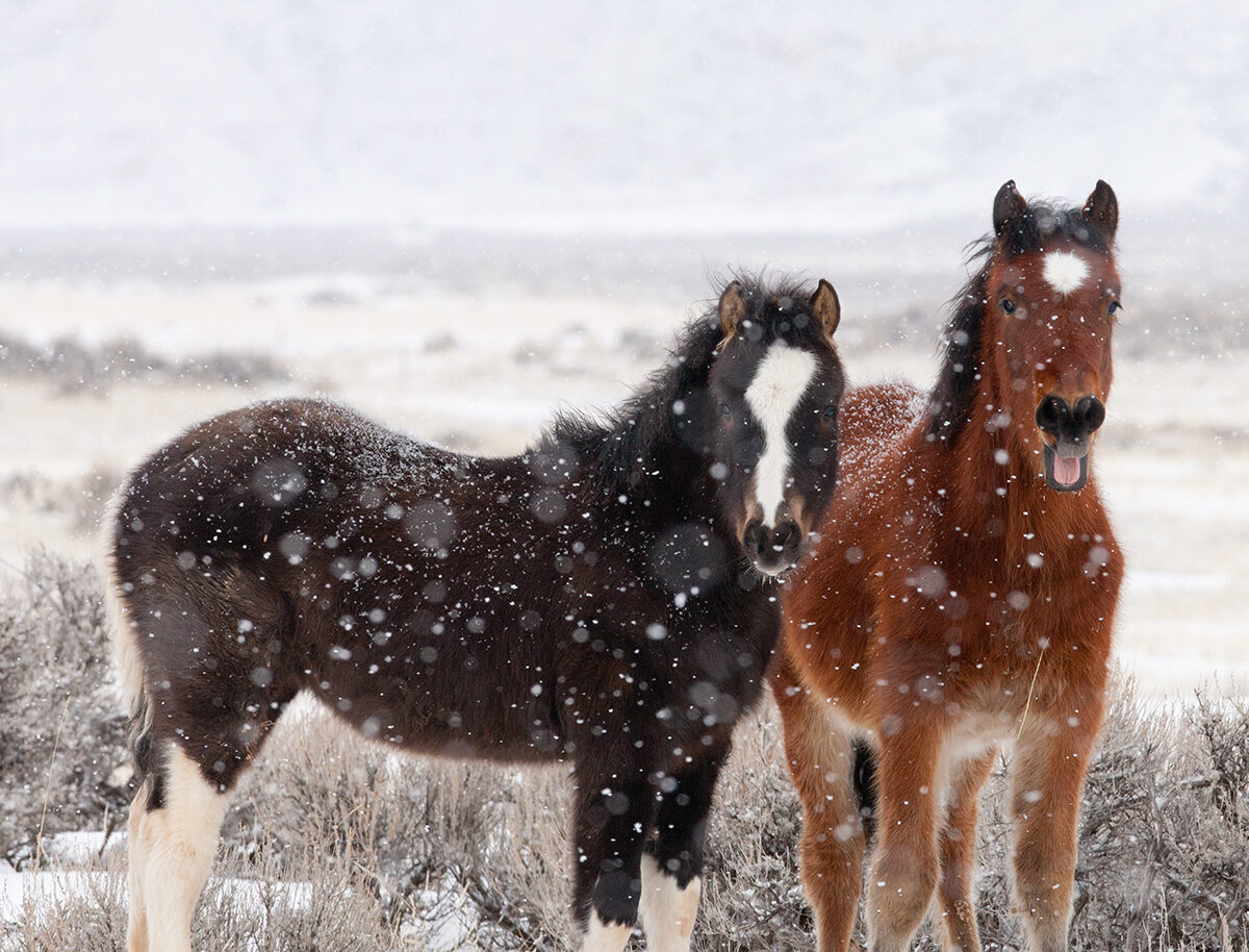 Ep #44: Wolves and Wild Horses: Interview with Ashley Avis
