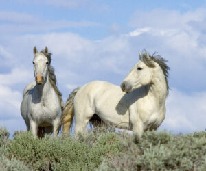 Freedom for Wild Horses with Carol J. Walker | Revisiting: Discovering Wild Horses