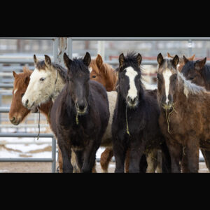 Freedom for Wild Horses with Carol J. Walker | A Win for Wild Horses: Shutting Down the Adoption Incentive Program