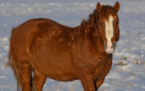 Freedom for Wild Horses with Carol J. Walker | Visiting Wild Horses in Winter II