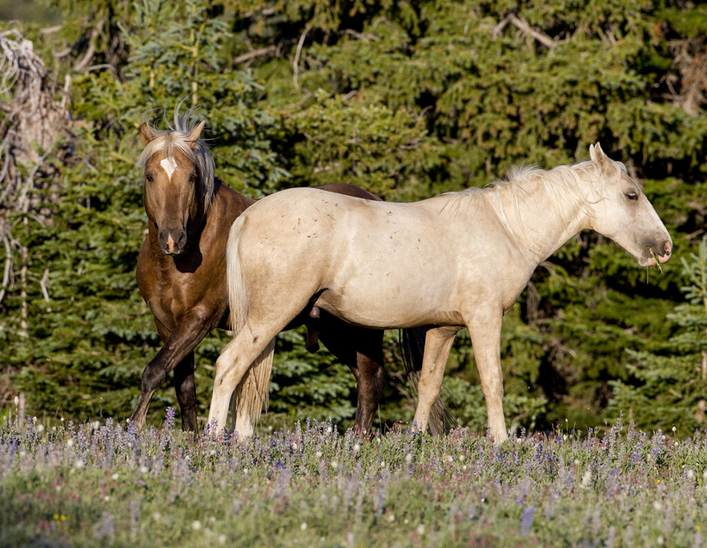 Bolder and his son Echo