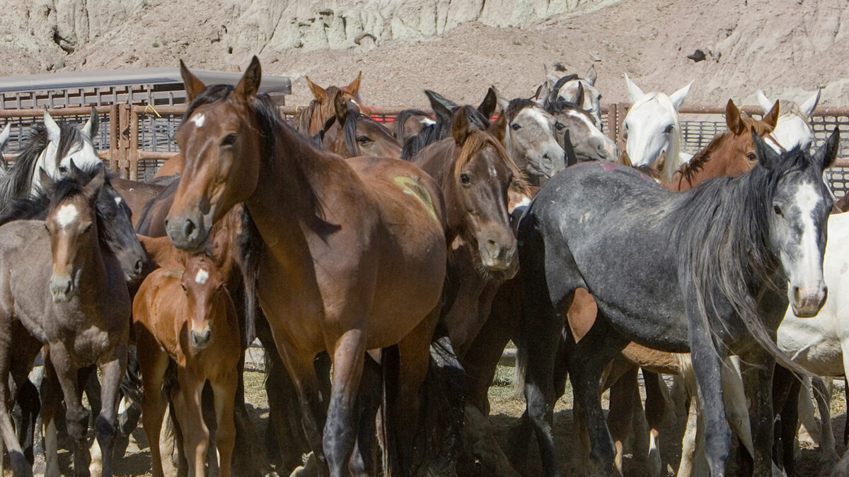 Freedom for Wild Horses with Carol J. Walker | What Project 2025 Means for Wild Horses: Interview with Debbie Coffey